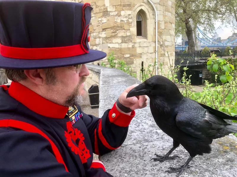 British ravenmaster