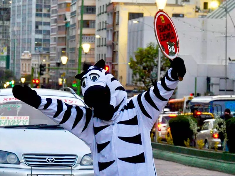 Bolivian traffic zebra