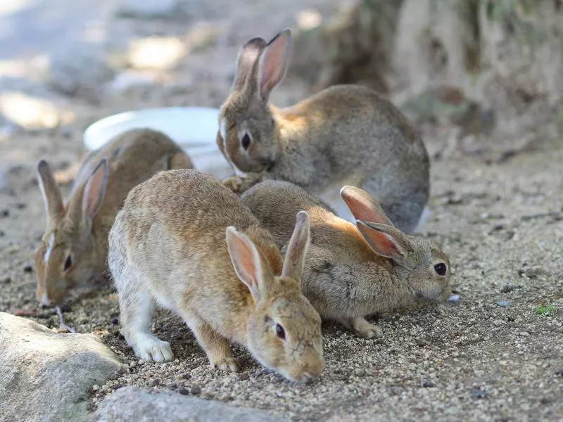 Rabbit Island