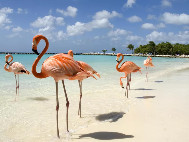 Flamingos on the beach in Aruba