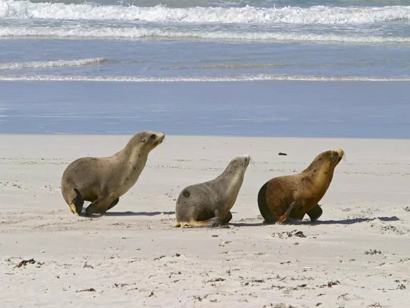 Seal Bay