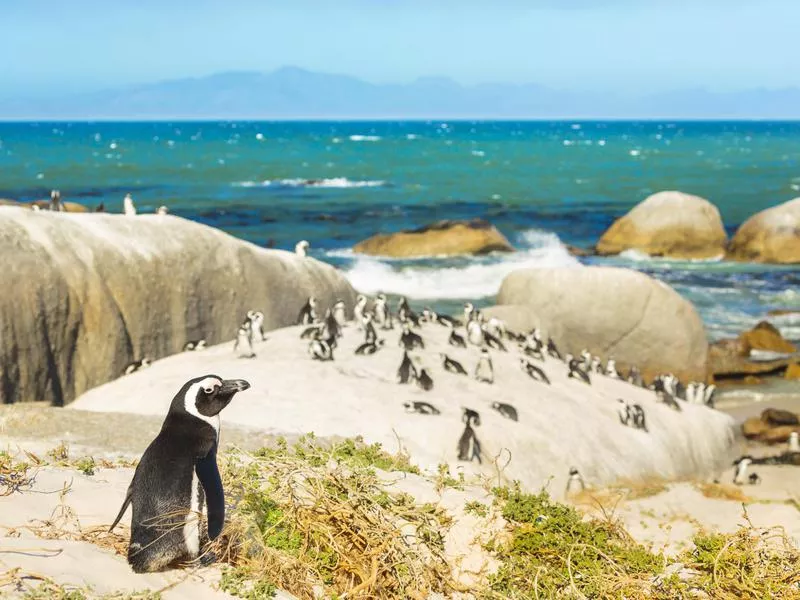 Boulders Beach
