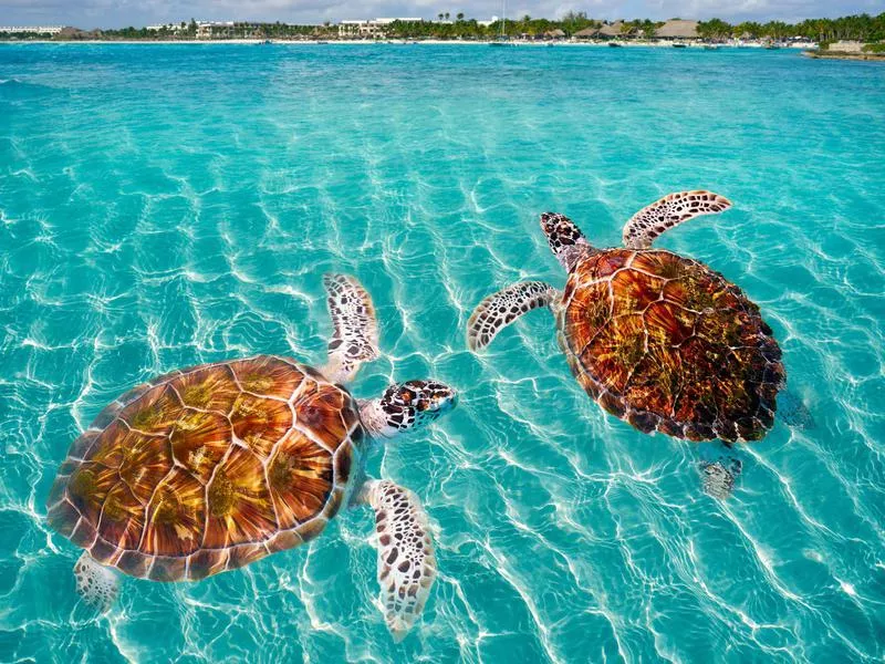 Akumal Bay