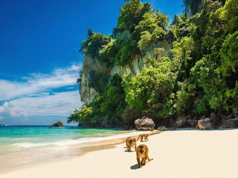 Monkey Beach
