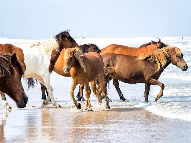 Assateague Island