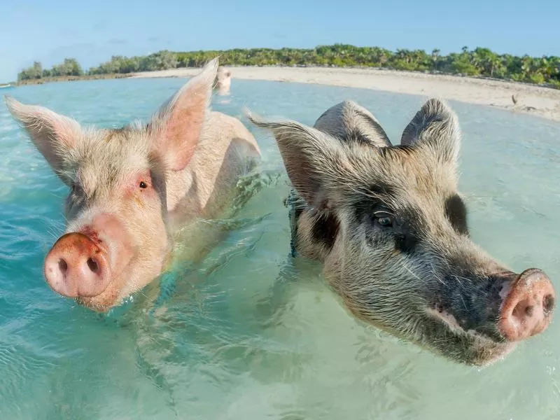 Pig Beach