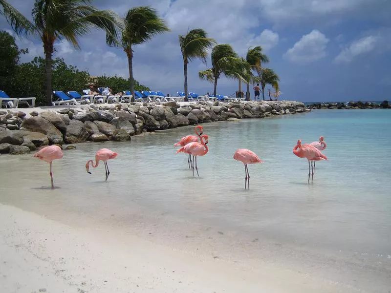 Flamingo Beach